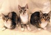 Фото Эксклюзивные котята в добрые руки
