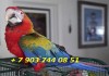 Красный камелот (гибрид попугаев ара) - ручные птенцы из питомника