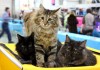 Фото Международная выставка кошек разных пород