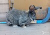 Кролики крупные 6-8 кг