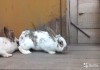 Фото Кролики крупные 6-8 кг