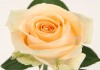 Фото Срез для букетов ( розы )