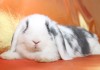 Фото Кролики карликовые. уже привиты