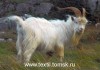 Фото Коза кашмирская. Одеяло пух кашмирских коз.