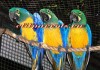 Калошуа (гибрид попугаев ара) - ручные птенцы из питомника