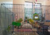 Фото Волнистые попугаи с клеткой