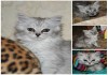 Фото Котята от Невской маскарадной кошки