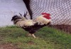 Фото Куры, петухи, цесарки, перепела. Яйцо перепелиное и куриное тов. и плем. Цыплята.
