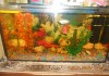 Фото Продам аквариум на 140 литров