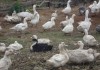 Гуси, утки и куры со своего хозяйства