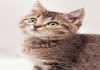 Фото Чудесный котенок Ерошка в дар