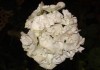 Пеларгония белая махровая
