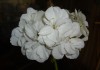 Фото Пеларгония белая махровая
