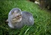 Фото Молодой и породистый кот познакомится с симпатичной кошечкой для вязки