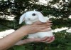 Фото Карликовые крольчата источник нежности и теплоты