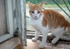Фото Отдам котенка