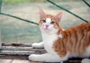 Фото Отдам котенка