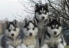 Фото Шикарные щенки сибирской хаски