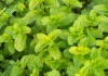 Фото Покупаю мяту, листовой салат, тимьян, лимонная трава