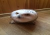 Фото Полярные совы ручные продам